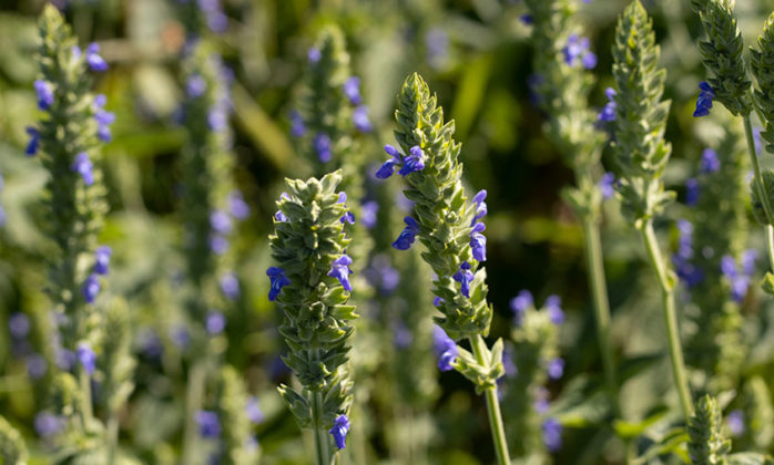 Gros plan sur un plan de chia