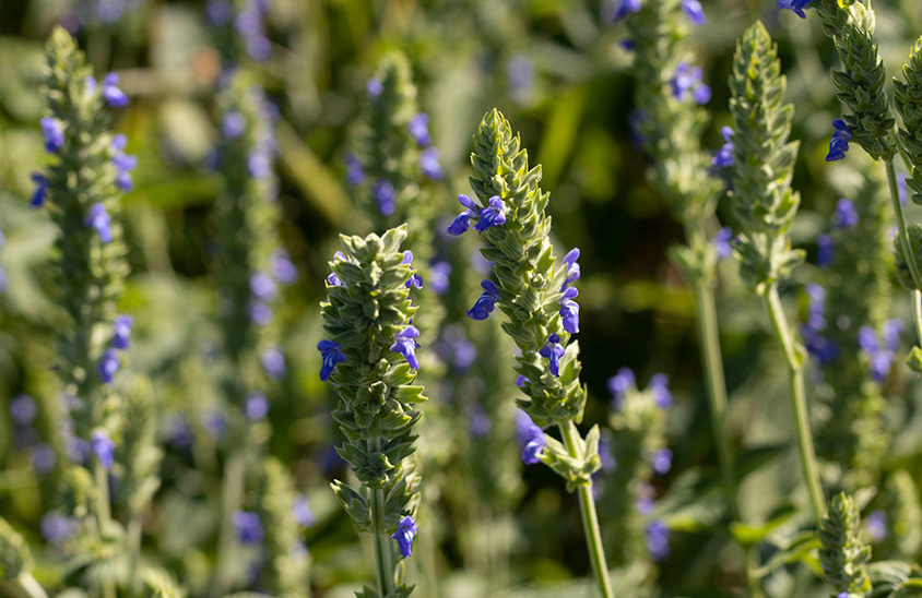 Gros plan sur un plan de chia