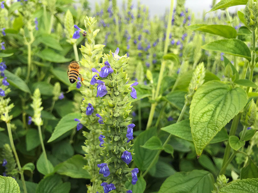 Photo d'un plan de chia butiné par une abeille