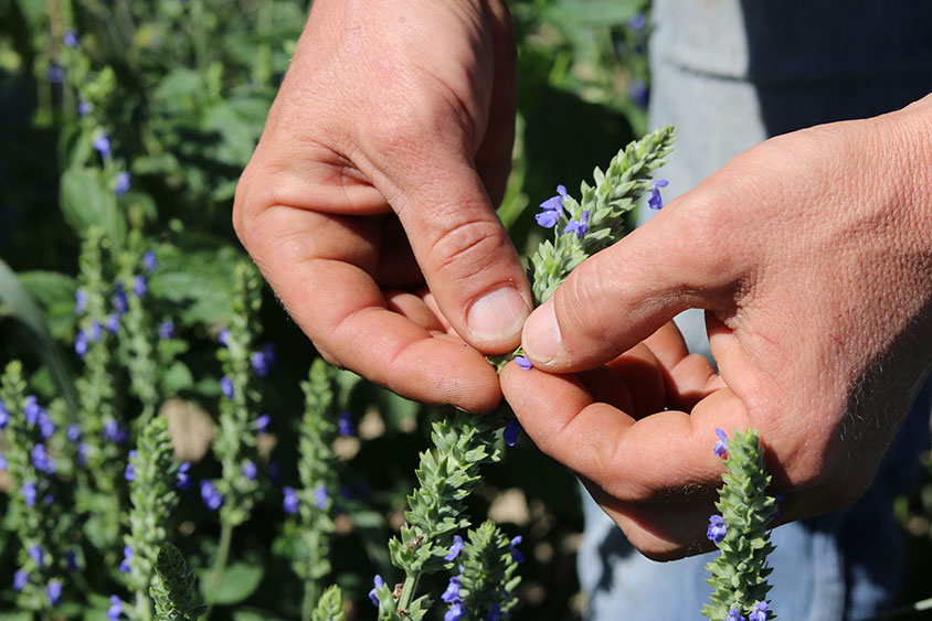Photo de deux mains égrainant un plant de chia